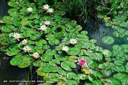 有关笑字的唯美句子45句