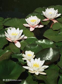 睡前晚安新颖句子文案2021年(精选55句)