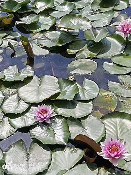 看透虚伪却不说 看透不说透的爱情句子(精选33句)