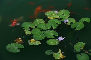 赞美映山红漂亮的诗句 杜鹃花诗句最出名诗合集53句