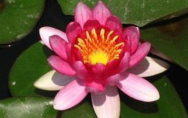 茶悟人生哲理句子 茶语人生经典句子11句