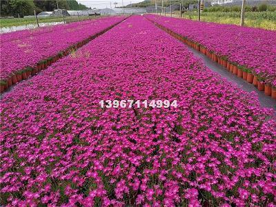 心烦好的句子说说心情短语