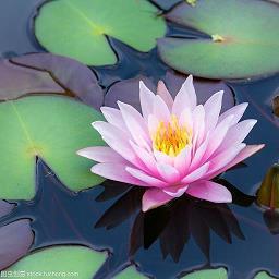 花的句子唯美心情短语 赏花的心情短语精选60句