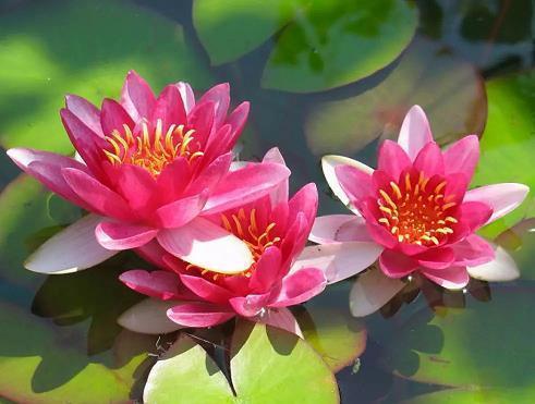 有深度有涵养的句子简短(精选75句)