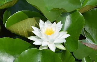 粉粉嫩嫩的句子朋友圈文案(精选28句)