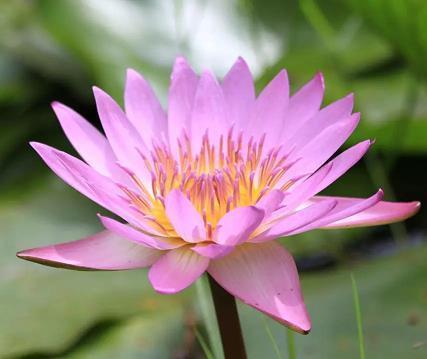 春节朋友圈的独特祝福文案5篇