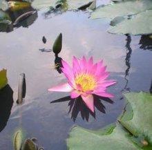 很热门又很有气质的霸气网名 霸气网名女生版超酷汇总48句