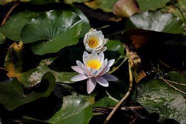 自己的痛只有自己知道的句子