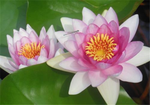 气质干净有仙气的古风句子50句