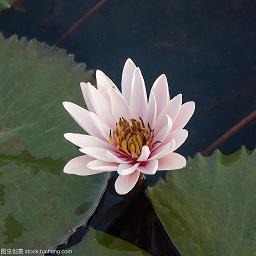早安暖心话短句最新(精选60句)