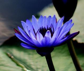 生活中感悟美好的唯美句子说说