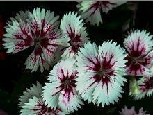 有关团队合作的句子77句