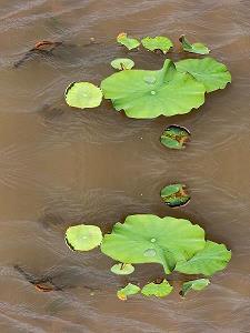 早安正能量简单一句话 励志早安心语经典短句(精选159句)