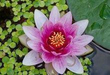 表达不想长大的唯美句子