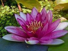 晚安祝福语最温馨的话 晚上好的温馨问候语汇总71句