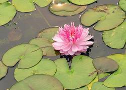 能让很多人赞的qq说说