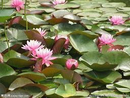 对女儿生日唯美句子(精选57句)