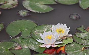 被别人欺骗的心情说说心情短语(精选77句)