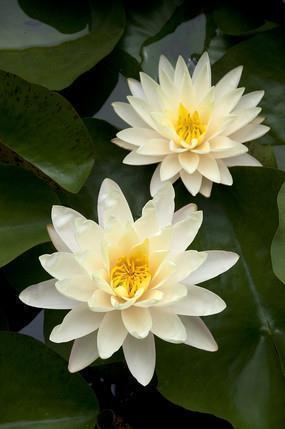 暖心的句子关于爱情的汇编62句