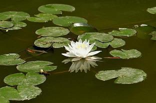 春的经典句子31句