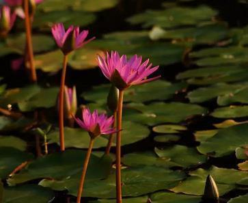 新的一月开始励志语句汇总31句