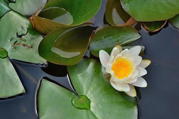 七夕抖音最火的文案句子(精选71句)