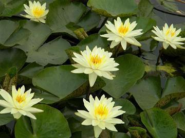 早安心语发朋友圈励志说说汇编35句