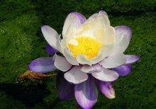 很唯美很仙的句子 治愈神仙温柔短句 神仙文案短句精选69句