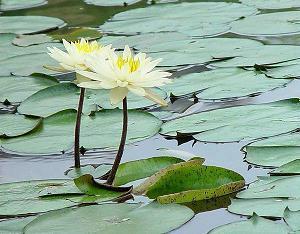 最新情感伤感文案(精选89句)