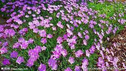 晚上发朋友圈心情句子 一个人如真心要娶你，绝不会胡乱承诺