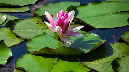 蝙蝠侠语录(精选82句)