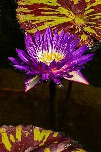 最精彩的中秋节祝福文案短句(精选115句)