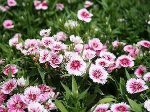 爱情撩人的句子37句