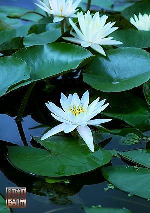 暗恋心碎的句子