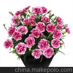 抖音吸引加粉点赞的句子汇编31句