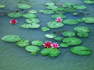 对婚姻中的男人失望的句子