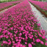 适合妇女节的朋友圈文案大全