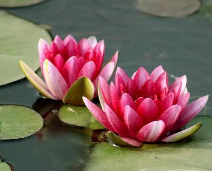 祝恋人开心的精美句子