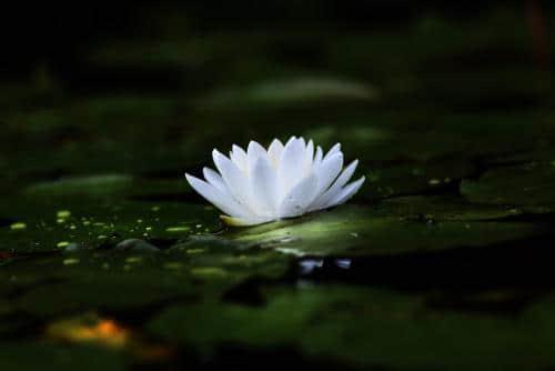 立春朋友圈温馨2021年祝福寄语