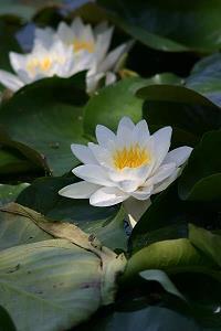 最新的父亲节祝福话语 精选摘抄29句