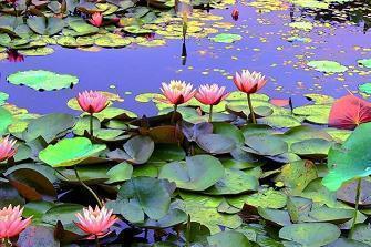 祝愿爱情的句子 纯真爱情的句子(精选31句)