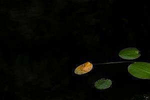 2021感恩亲友的句子汇编64句