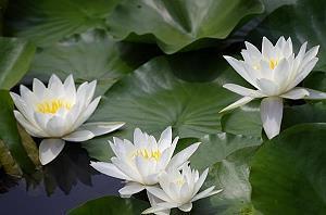 温暖人心的唯美句子 疼都是别人给的，但伤都是自己好的