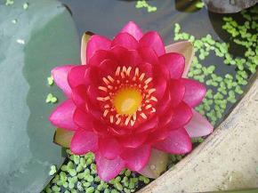 表达自己心累的句子100句