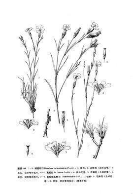 简单生活心态的句子短句