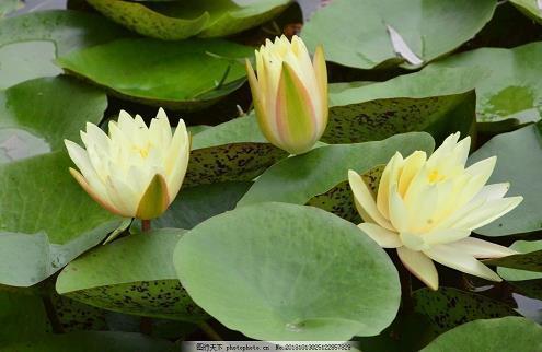 每天开心的自己的句子