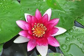 知乎上很火的经典唯美句子 那些惊艳到你的唯美句子集锦27句