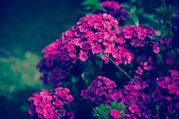 抖音伤感句子 你心中无爱，怎会懂珍惜二字