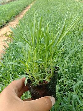 杜月笙经典语录大全