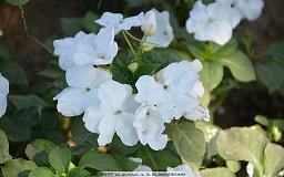 简短走心的句子-慢热的人是不是会错过许多汇总86句